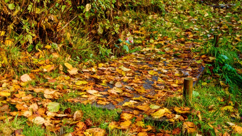 spolzka pot, prekrita z mokrim jesenskim listjem.