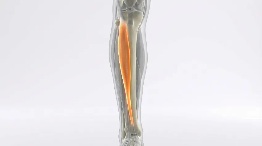 Anatomski prikaz in lokacija mišice Tibialis anterior na sprednji strani goleni