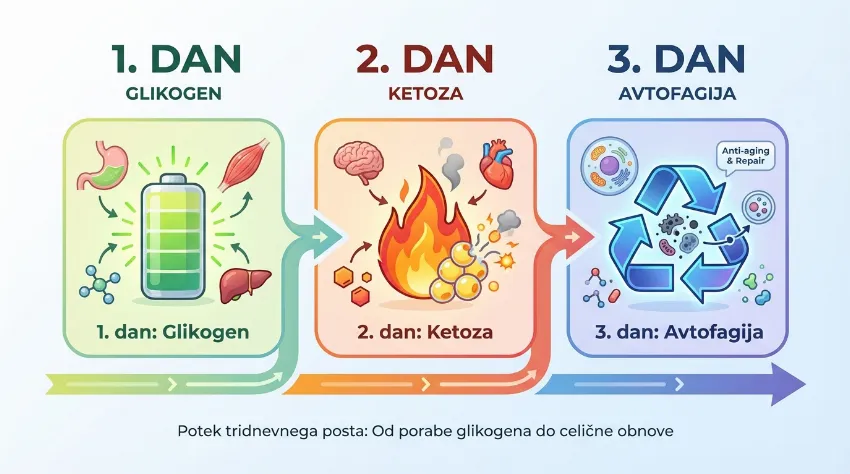 Časovnica 3-dnevnega posta: glikogen, ketoza, avtofagija