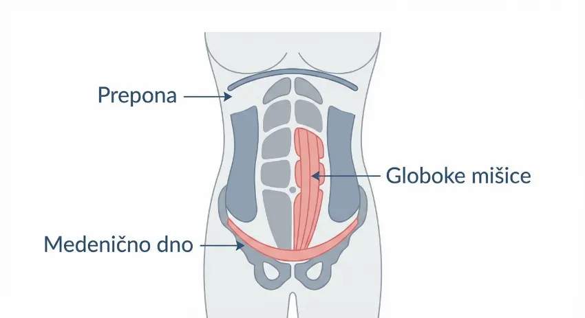 Infografika mišic trupa: prepona, medenično dno in globoke mišice
